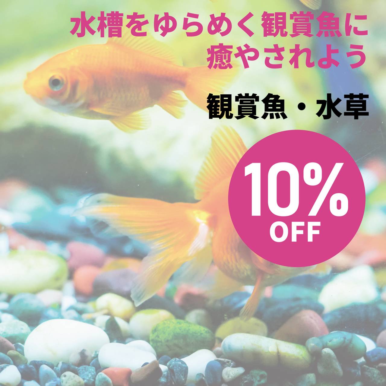 観賞魚・水草　10%OFF