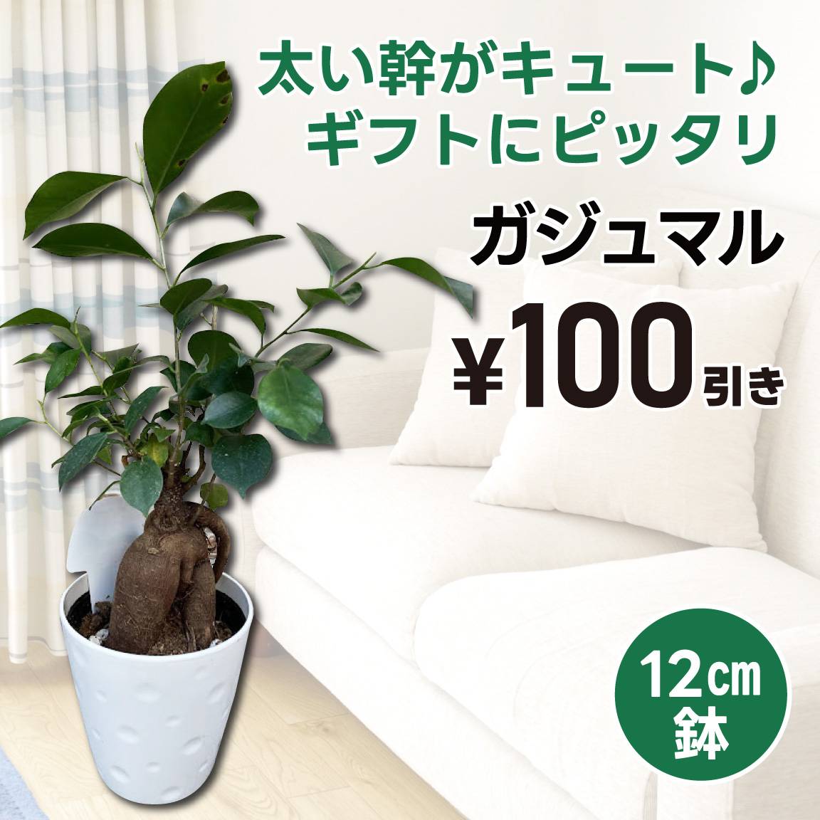 【100円値引き】ガジュマル(通常価格599円)