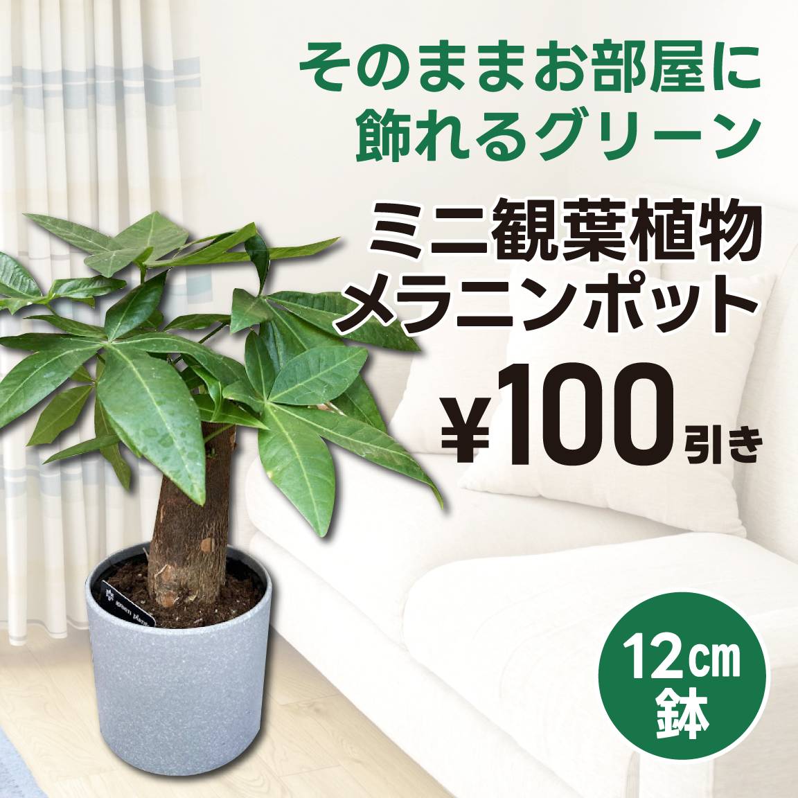 【100円値引き】ミニ観葉植物メラニンポット(通常価格499円)